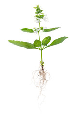 young green seedling of fresh basil with flowers and roots is isolated on white background