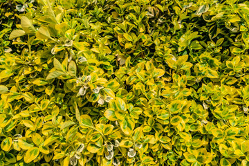 Pattern of yellow new leaves at garden in Spring