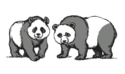 Panda. Vector drawing
