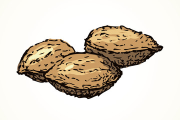 Kernels from apricot. Vector drawing