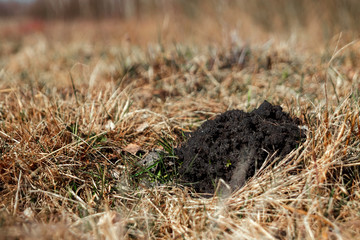 Molehills. Damaged lawn it is result of European Mole activity. This pest is also known as Talpa Europaea. Copy space for text