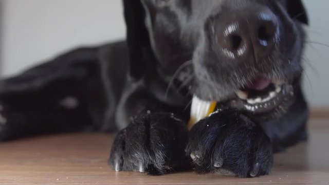 bone in the paws of a black dog Labrador Retriever