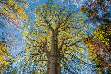 Fototapeta premium Vibrant spring trees