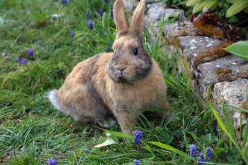 Beautiful cute rabbit on a green summer meadow.