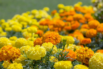 Marigold in the garden. Montenegro