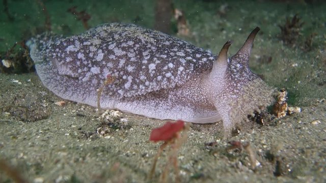 Close Up/Side: Horned, White Spotted Snail Searching for Food Ocean Floor in Monterey, California
