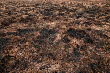 Scorched earth, spring fires. A field with burnt grass. The destruction of insects.