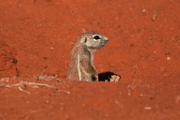 Borstenhörnchen (xerus inaurus) in der Kalahari in Namibia