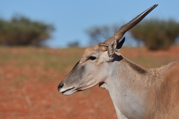 Elandantilope (Taurotragus oryx) in der Kalahari in Namibia