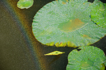 Rain in the lotus pond and with a rainbow of water.