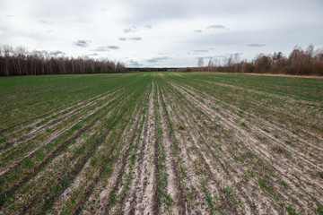 Row pozazhennoy culture in arable land, raised crops in a row. Horizontal perspective view. The...