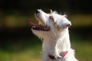 profilo testa parson russell terrier