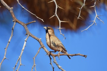 Siedelwebervogel (Philetarius socius) in der Kalahari (Namibia)