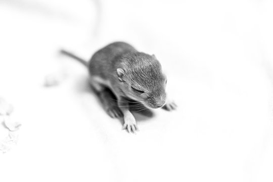 Black and white image of little cute mouse baby. Macro image.