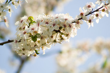 Frühling