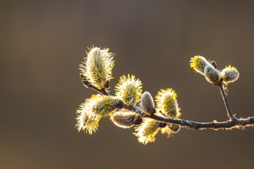 Pussy willow branches in the rays of the evening sun