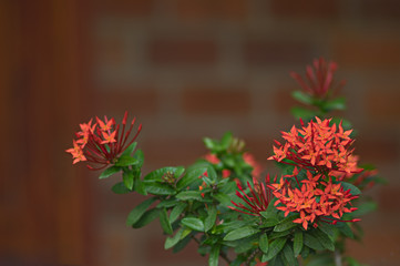 Fototapeta na wymiar A ixora red flowers on a blurred brick wall background.