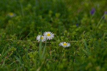 Gänseblümchen