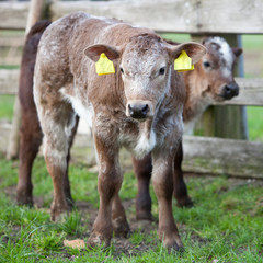 Fototapeta premium calfs in meadow near wooden fence in the netherlands