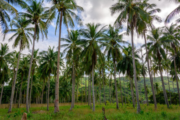 Obraz premium Grove of palm trees on a tropical island