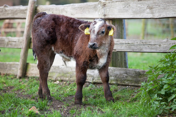 calfs in meadow near wooden fence in the netherlands