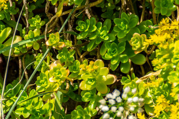 Piante grasse in primavera