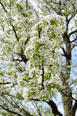 Apfelbaum, Ast in voller Blüte