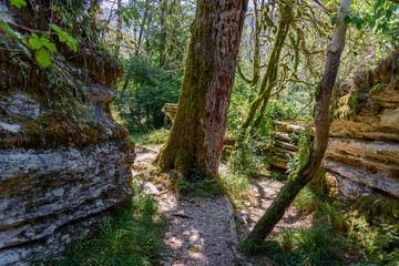 Rainforest path in the National Park of Sochi, Russia