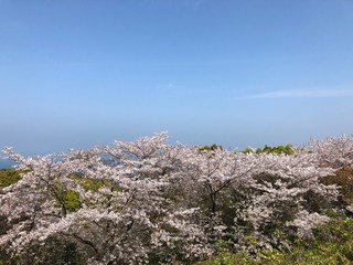 いろんな桜