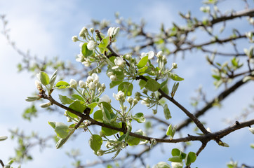 Weiße Blüten am Apfelbaum im Frühling