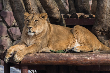 Naklejka premium A lioness lies and looks forward