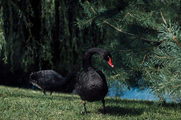 black swan
