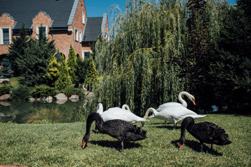 Black and white white swans at the lake