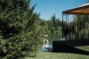 White swans at the lake