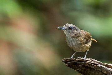 Fototapeta premium White-chested Babbler perched and resting