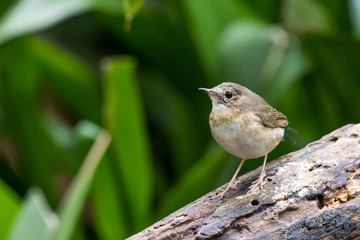White-chested Babbler perched and looking