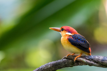  Rufous-backed baby Kingfisher bird perched and resting