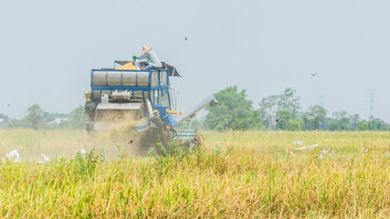 Rice Harvesting in Thailand by Thai farmer  and  his tractor which surrouned by birds such as Eastern Cattle Egret  ( Breeding plumage ).