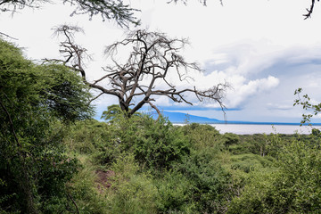 Landscape in Tanzania