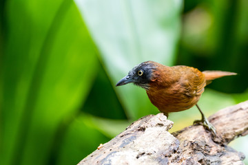 Grey-headed Babbler bird perched and looking