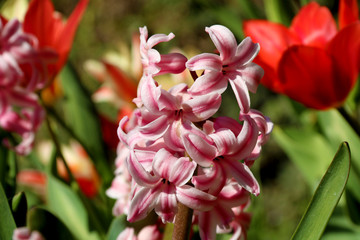 Fototapeta premium Pink multicolor Hyacinthus orientalis in a garden. Hyacinth - common, Dutch or garden hyacinth with pink flowers