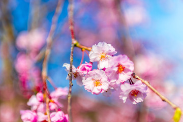 Spring blossom with cherry blossom on blue sky in Kyoto, Japan.