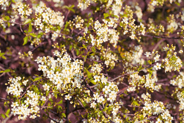 Wild little white flowers in spring
