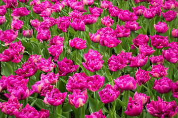 Beautiful sping flowers - tulips, narcissus