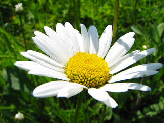Obraz premium Closeup of camomile