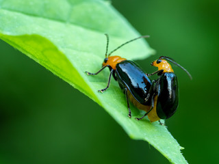 Fototapeta premium ウリハムシ 瓜葉虫 クロウリハムシ