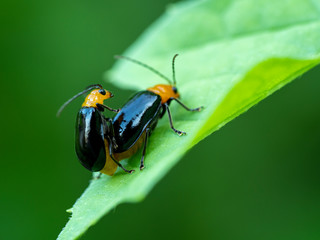 ウリハムシ 瓜葉虫　クロウリハムシ