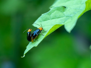 ウリハムシ 瓜葉虫　クロウリハムシ