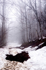 winter trail in the Izerskie Mountains in Poland in a misty day