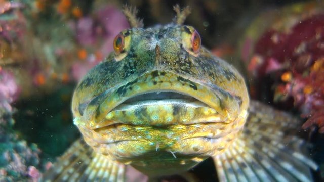 Close Up: Front of Tompot Blenny Rockpool Fish with an Open Mouth in Point Lobos, California